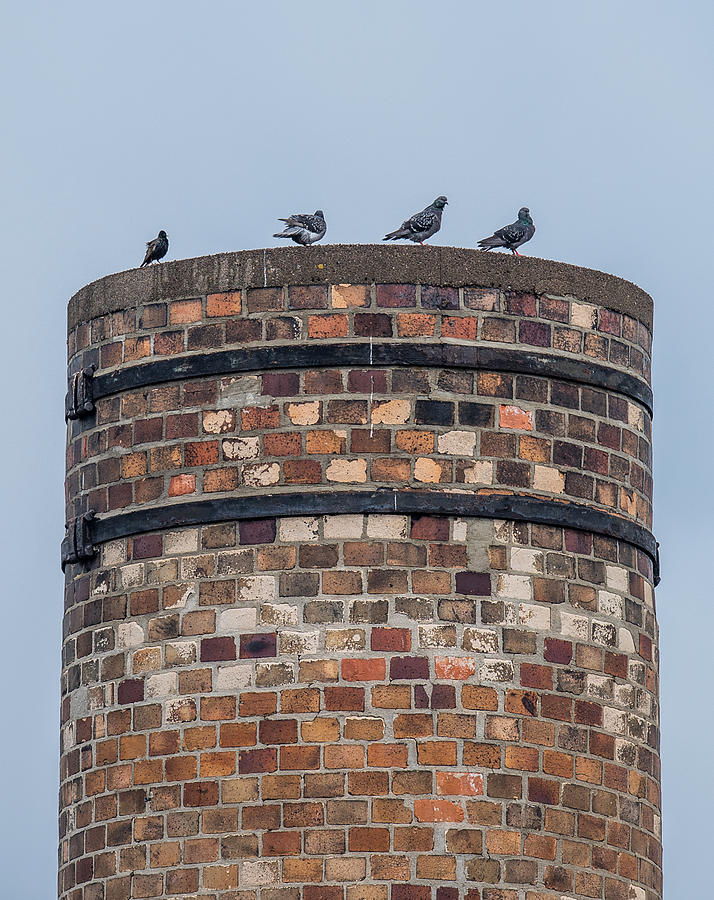 Pigeon Photograph - Pigeons On A Stack by Paul Freidlund