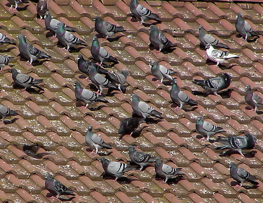 Pigeons on the Roof Photograph by Kathryn Alexander MA