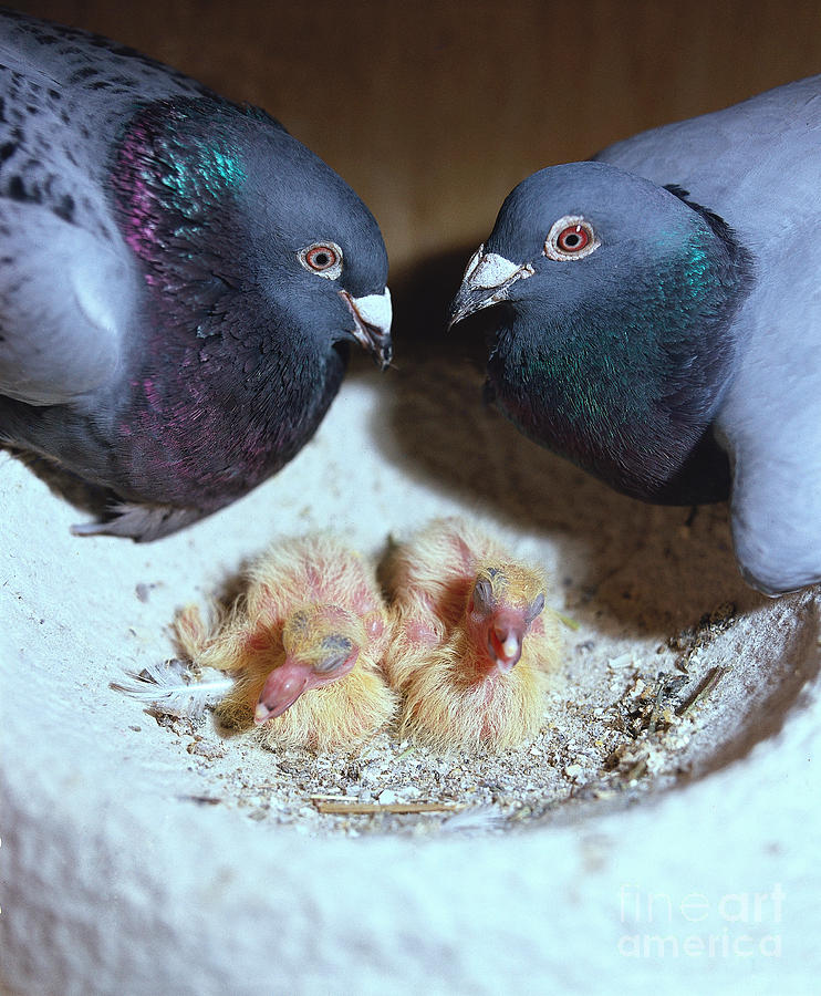 Pigeons With Chicks Photograph by Gerhard Schlepphorst