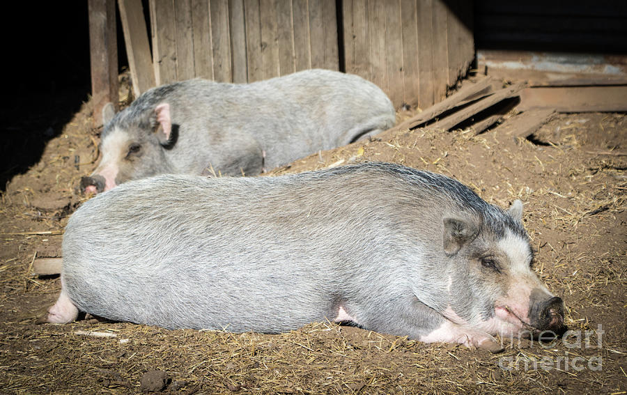 Piggies Photograph by Cheryl McClure