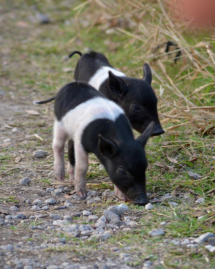 Piggy Wiggies Photograph by Carol Bradley