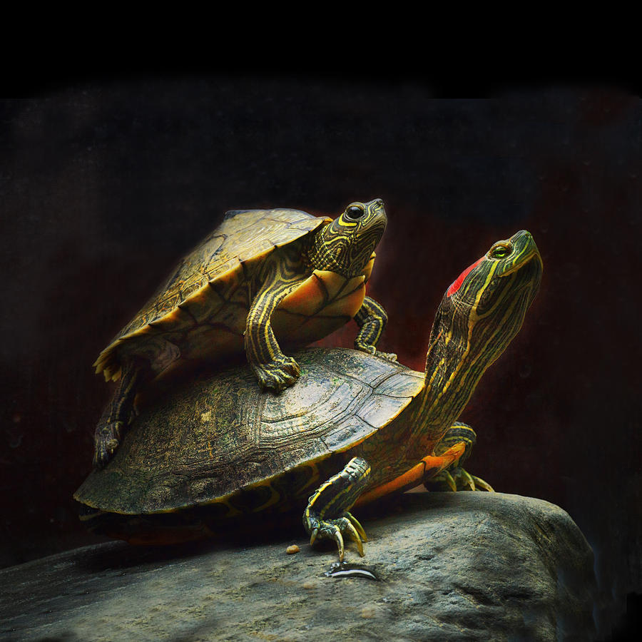 Piggybacking squared Photograph by Sue Capuano