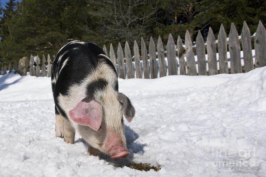 Piglet Digging In Snow Photograph by Jean-Louis Klein & Marie-Luce Hubert