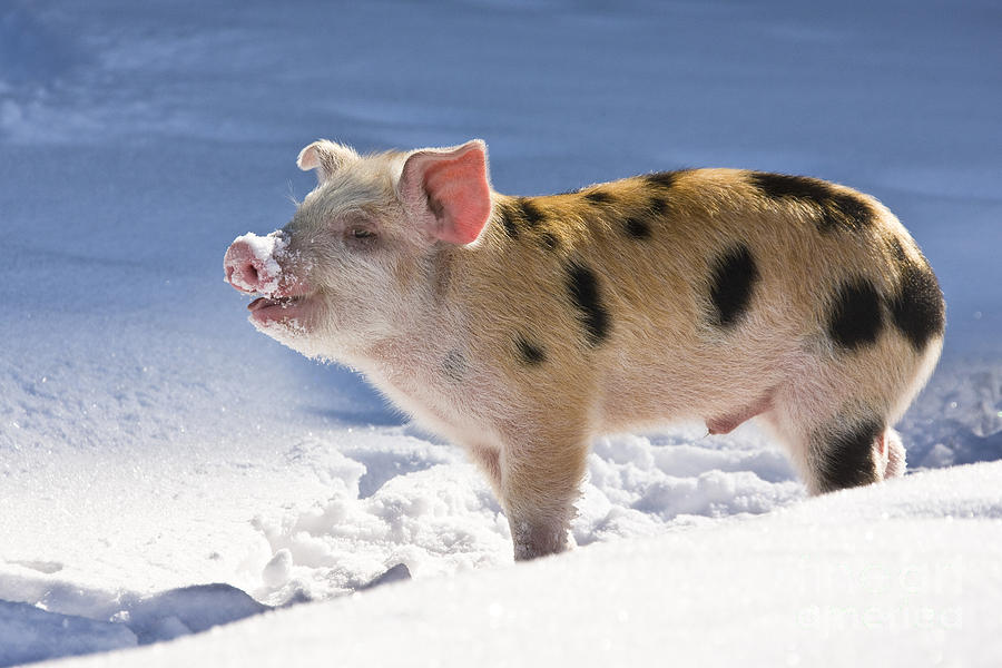 Piglet In The Snow Photograph by Jean-Louis Klein & Marie-Luce Hubert