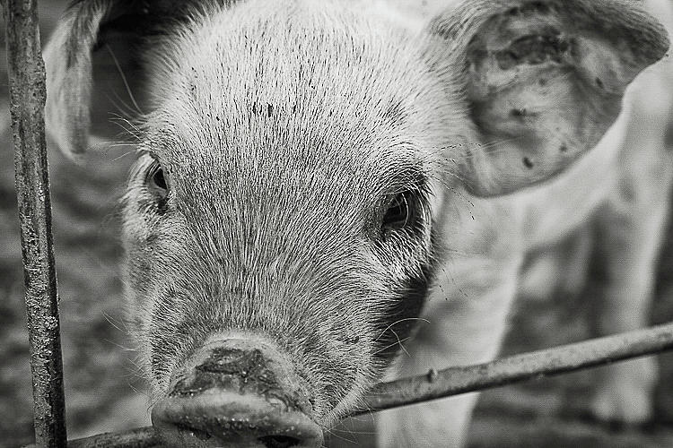 Piglet Photograph by Lora Lee Chapman