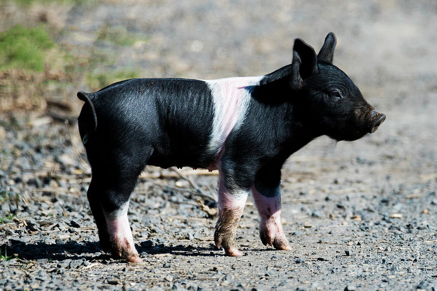 Pig Photograph - Piglet on the Loose by Michael Dawson