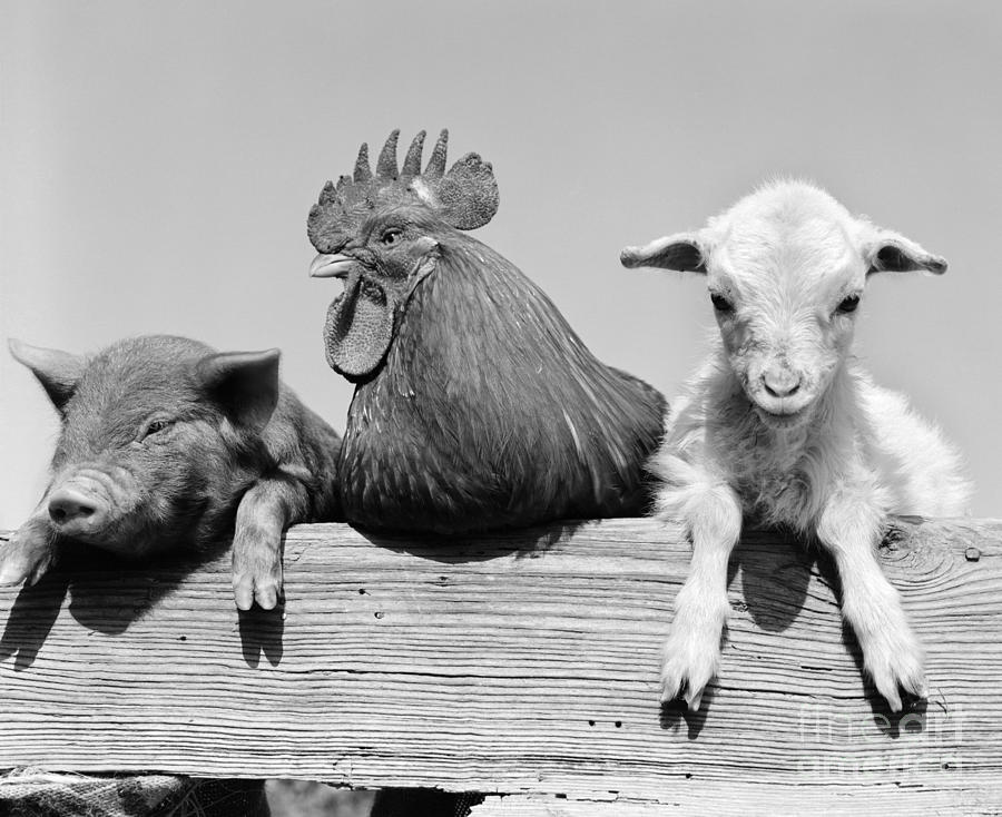 Piglet, Rooster And Lamb, C.1960s Photograph by D Corson ClassicStock