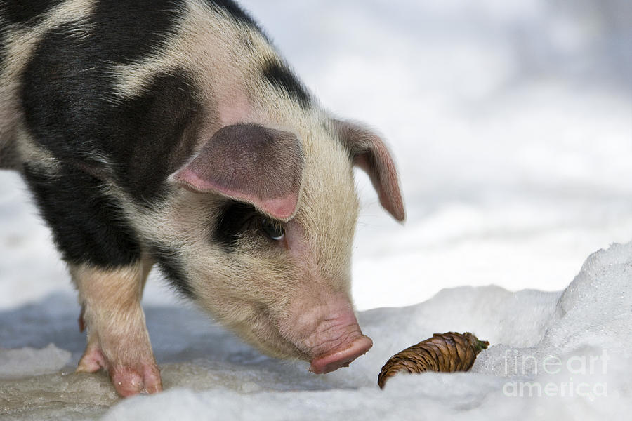 Piglet Sniffing Spruce Cone Photograph by Jean-Louis Klein & Marie-Luce Hubert