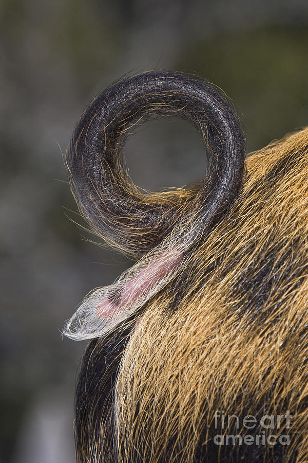 Piglet Tail Photograph by Jean-Louis Klein & Marie-Luce Hubert