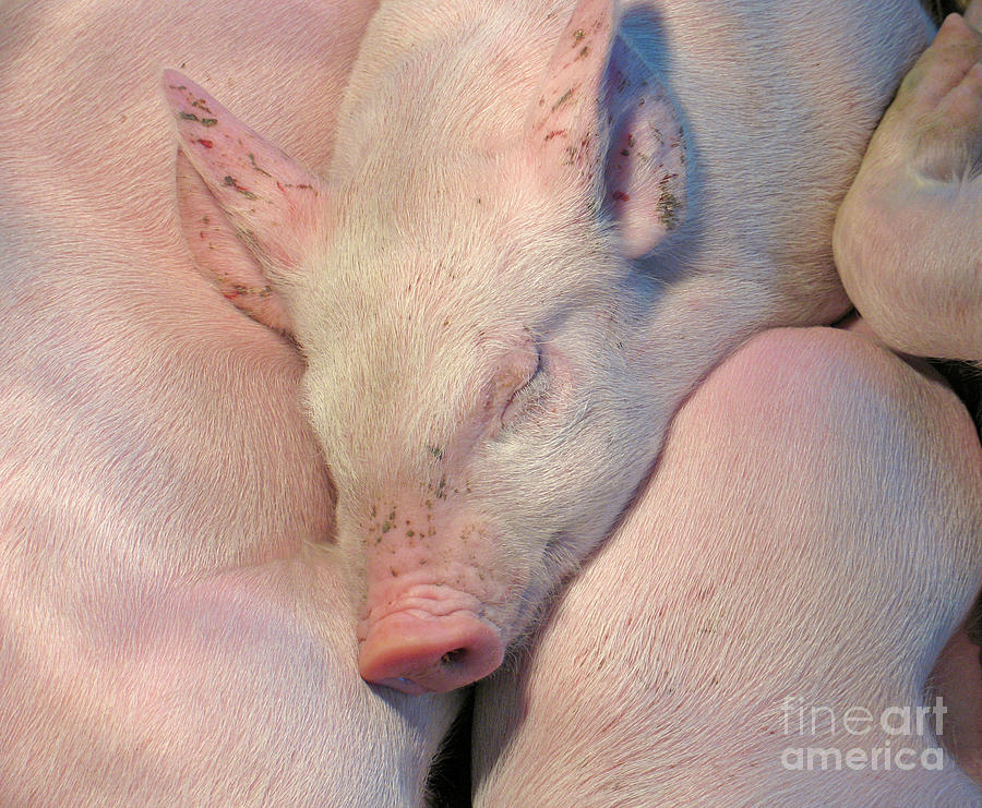Piglets Asleep Photograph by Ann Horn