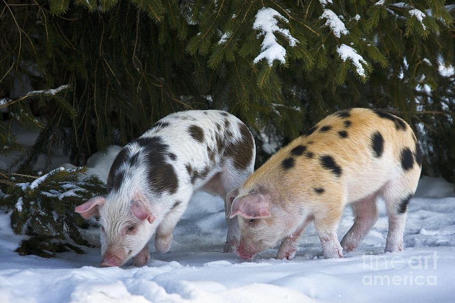 Piglets Foraging In Snow Photograph by Jean-Louis Klein & Marie-Luce Hubert