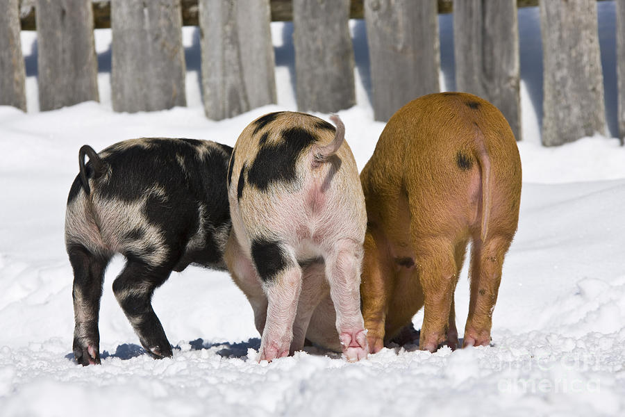 Piglets From Behind Photograph by Jean-Louis Klein & Marie-Luce Hubert