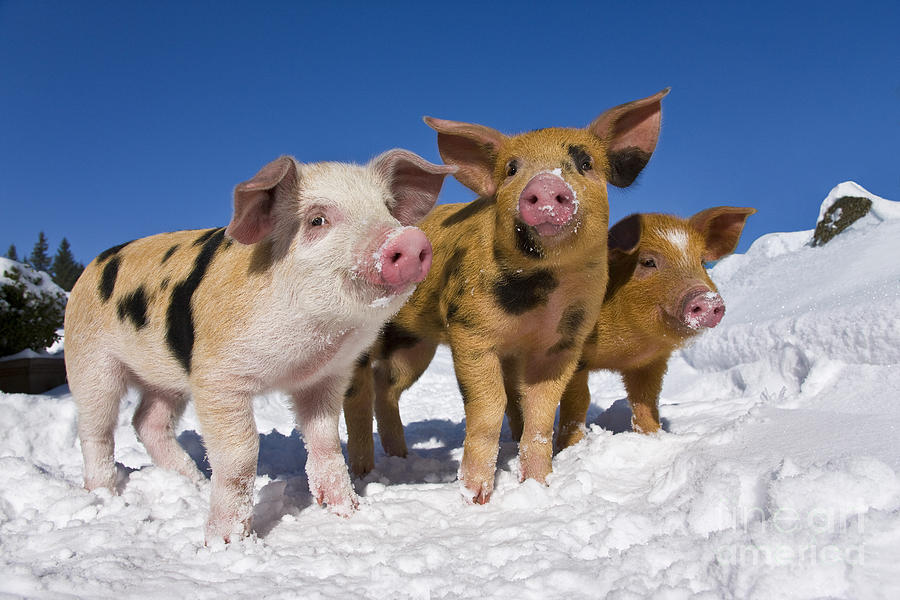 Piglets In Snow Photograph by Jean-Louis Klein & Marie-Luce Hubert