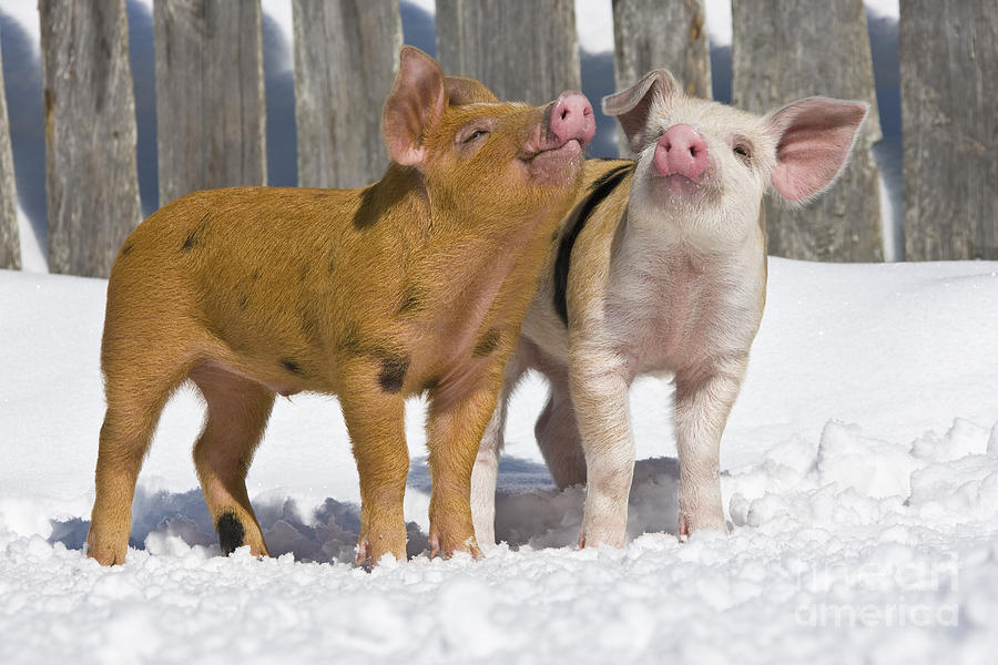 Piglets Playing In Snow Photograph by Jean-Louis Klein & Marie-Luce Hubert