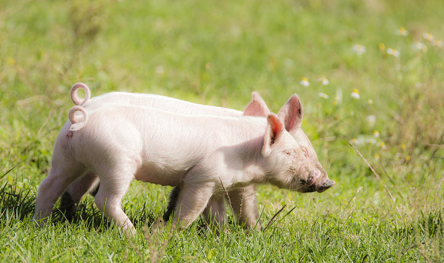 Farm Photograph - Piglets by Tracy Winter
