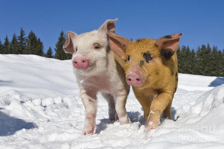 Piglets Walking In Snow Photograph by Jean-Louis Klein & Marie-Luce Hubert
