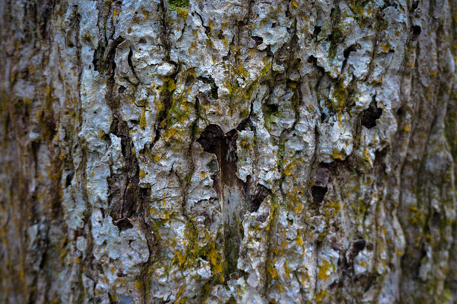 Pignut Hickory Bark Photograph by Matthew T Ross | Fine Art America