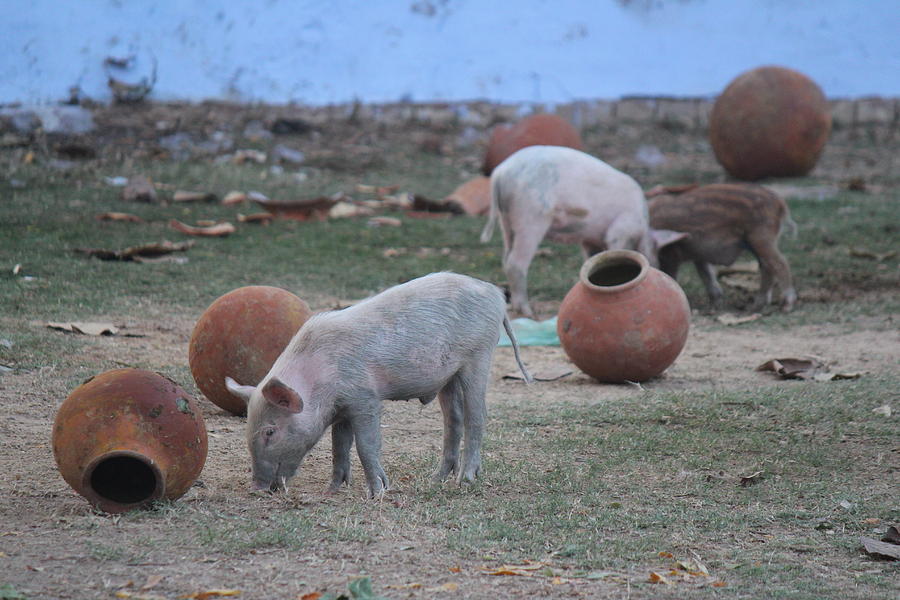 Pigs and Pots, Govardhan Hill Photograph by Jennifer Mazzucco