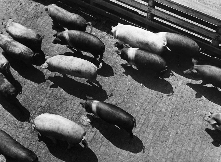 Pigs Being Corralled Photograph by Granger