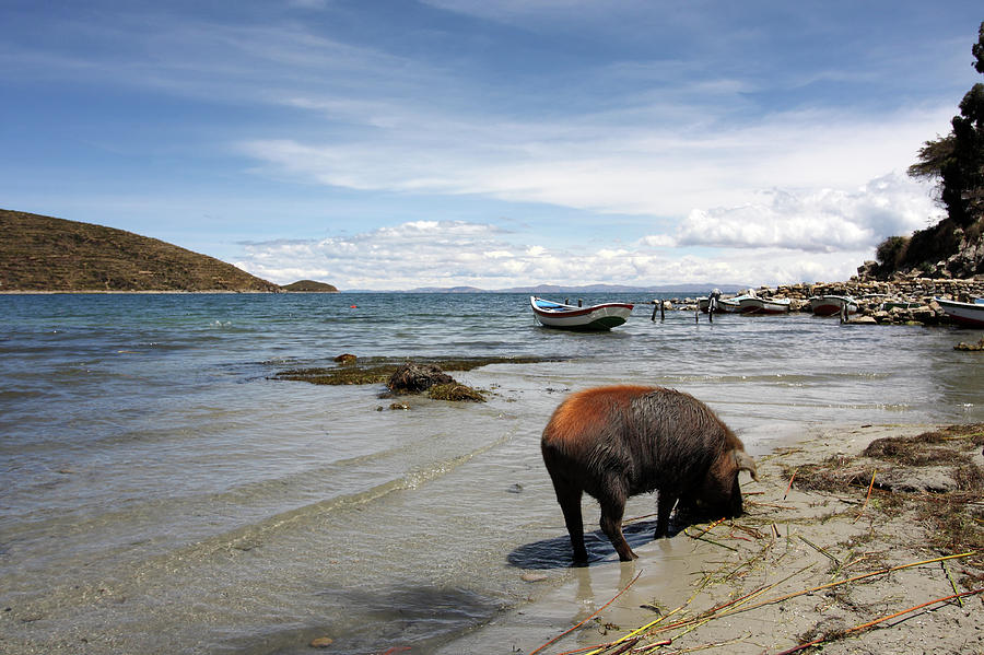 Pigs On Isla Del Sol, Lake Titicaca Photograph by Aidan Moran