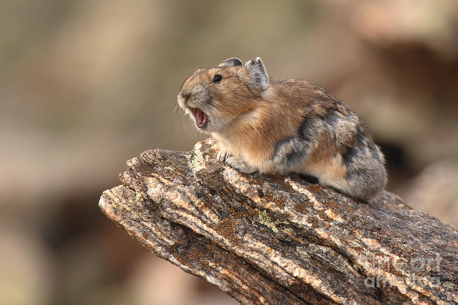 Wildlife Photograph - Pika Barking From Rocktop Perch by Max Allen
