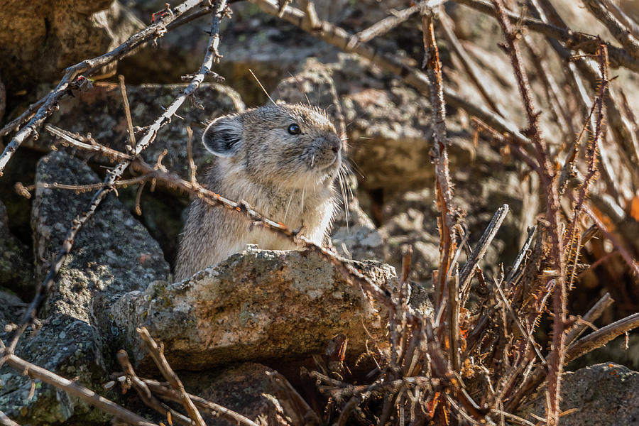 Pika In Fall Photograph by Yeates Photography