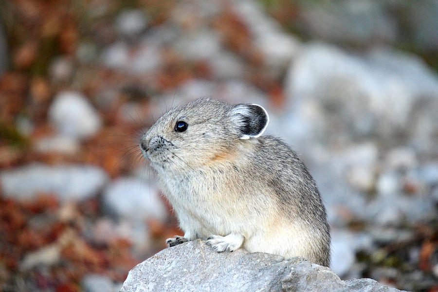 Pika in Jasper National Park Photograph by Pierre Leclerc Photography