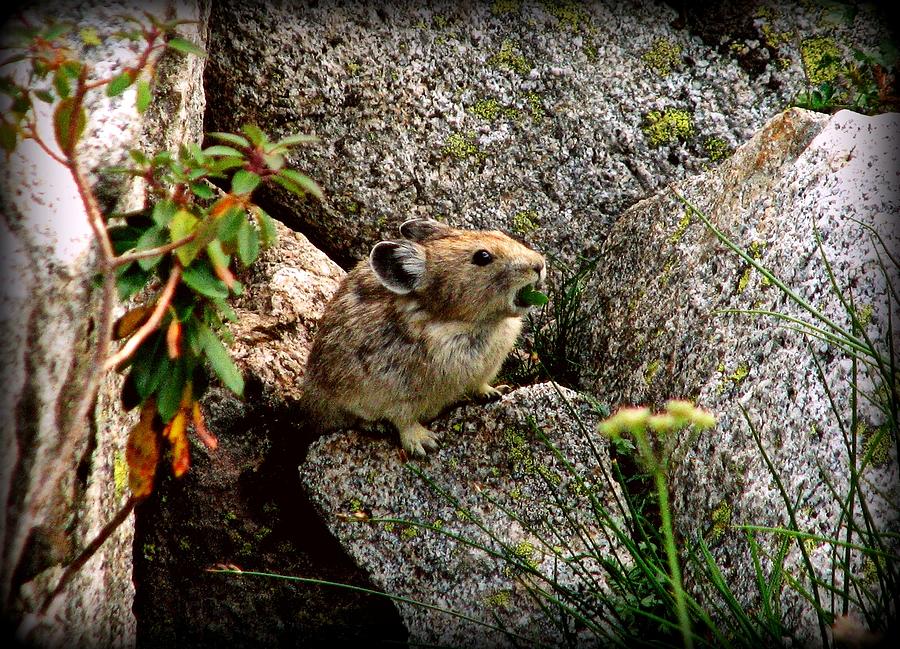 Nature Photograph - Pika by Leah GRUNZKE