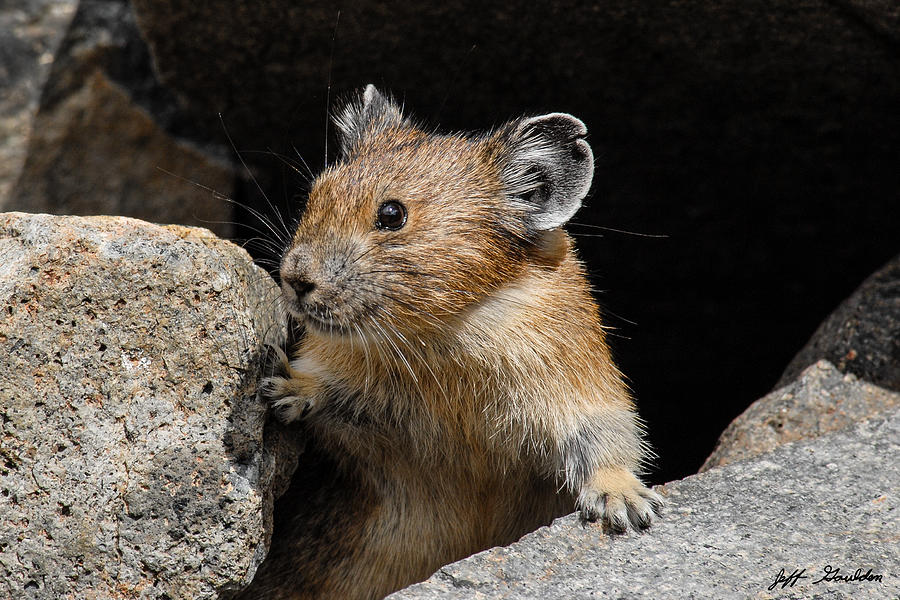 Pika Looking out from its Burrow Photograph by Jeff Goulden