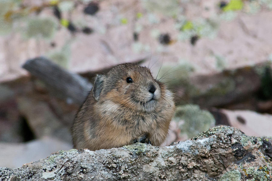 Pika on the Lookout Photograph by Cascade Colors