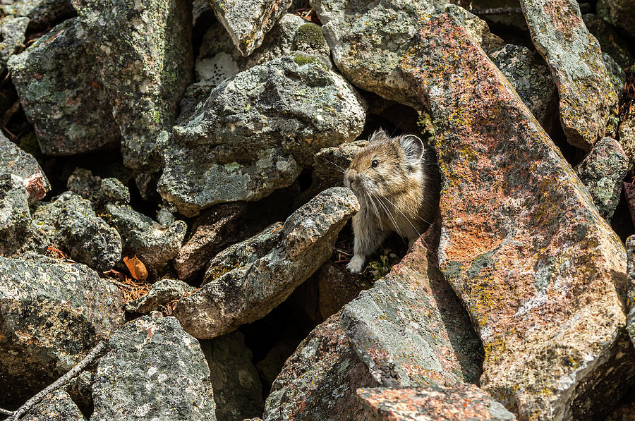 Pika On The Rocks Photograph by Yeates Photography