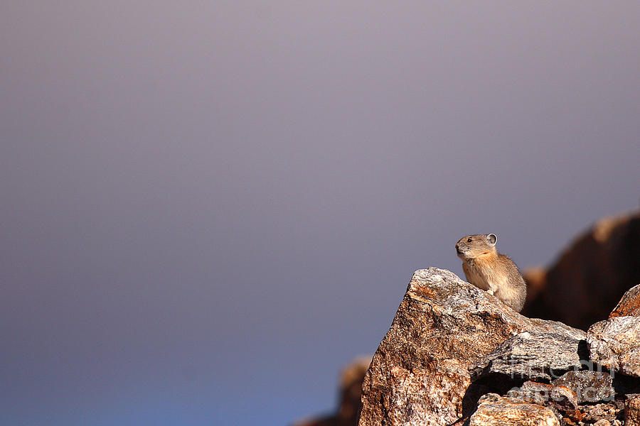 Wildlife Photograph - Pika Perched High Among Stormy Skies by Max Allen