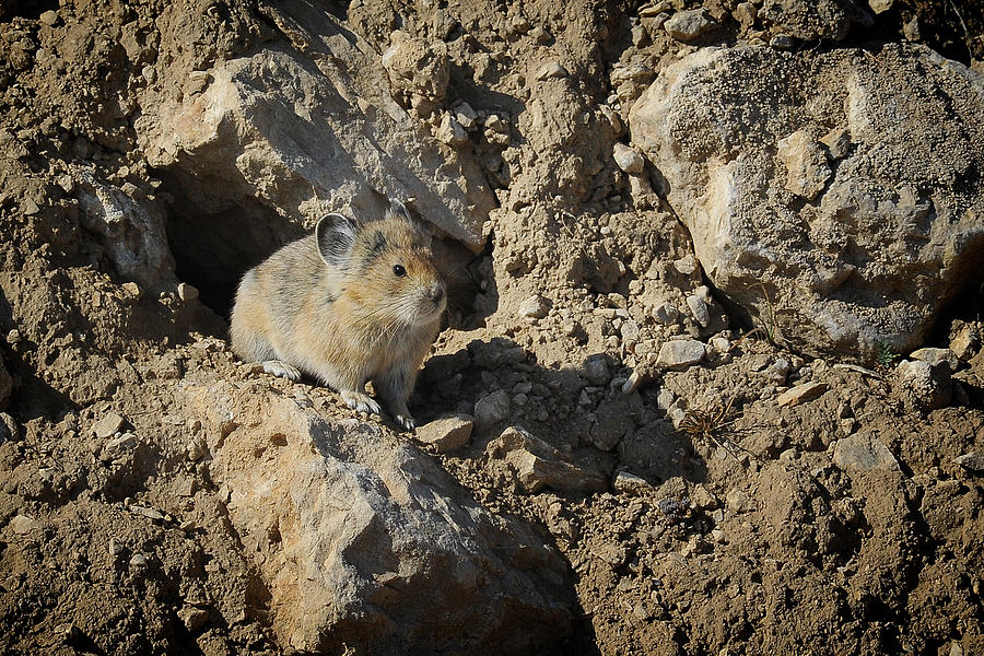 Animal Photograph - Pika, the Rabbits Mountain Cousin by Mary Lee Dereske