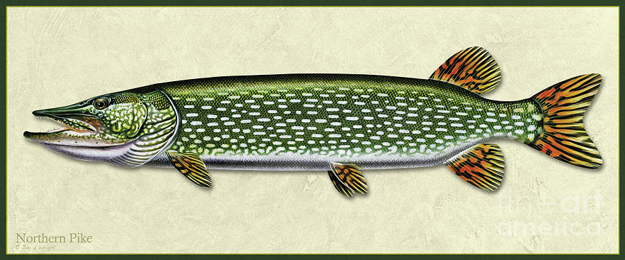 Pike ID Painting by Jon Q Wright