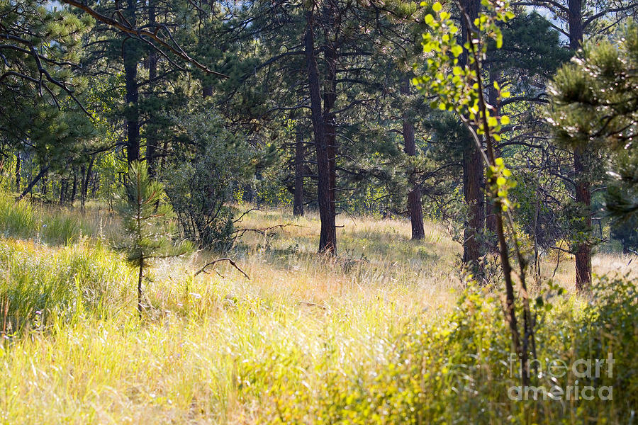 Pike National Forest Photograph by Steven Krull - Fine Art America