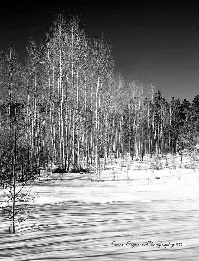 Landscape Photograph - Pikes Peak Aspens by Ernie Ferguson Landscape Photograph - Pikes Peak Aspens by Ernie Ferguson