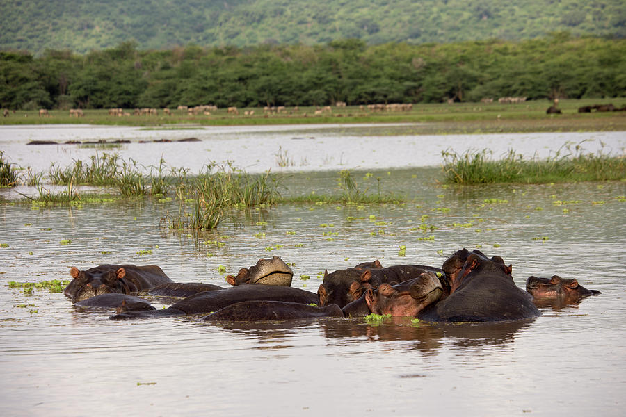 Pile of hippos in waters, Lake Manyara, Tanzania Photograph by Karen Foley