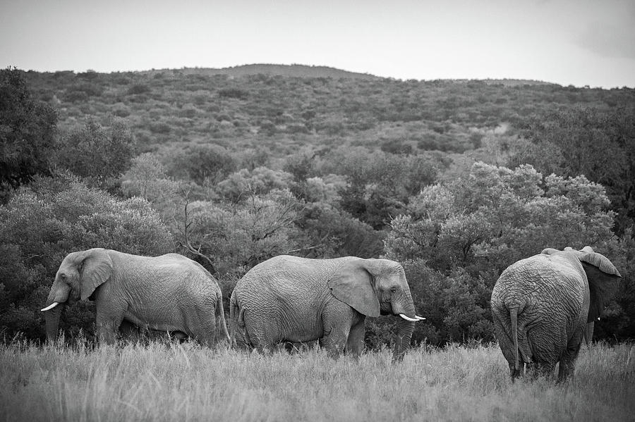 Pilanesberg National Park15 Photograph by Erika Gentry