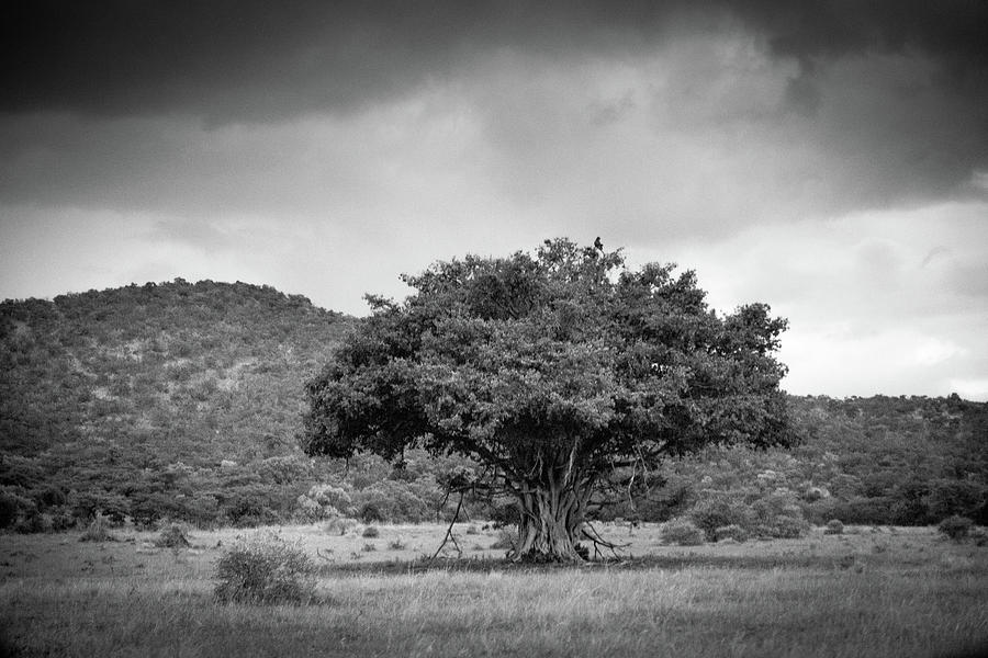 Pilanesberg National Park 16 Photograph by Erika Gentry