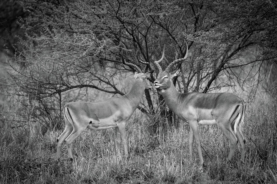 Pilanesberg National Park 18 Photograph by Erika Gentry