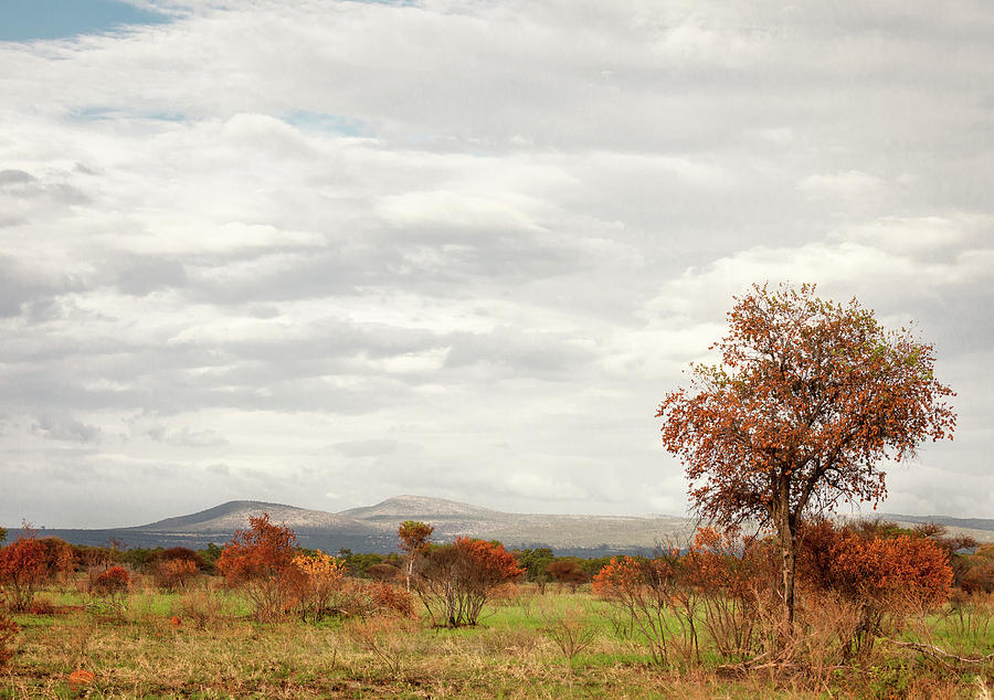 Pilanesberg National Park 19 Photograph by Erika Gentry