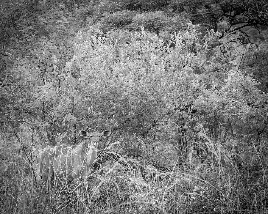 Pilanesberg National Park 20 Photograph by Erika Gentry