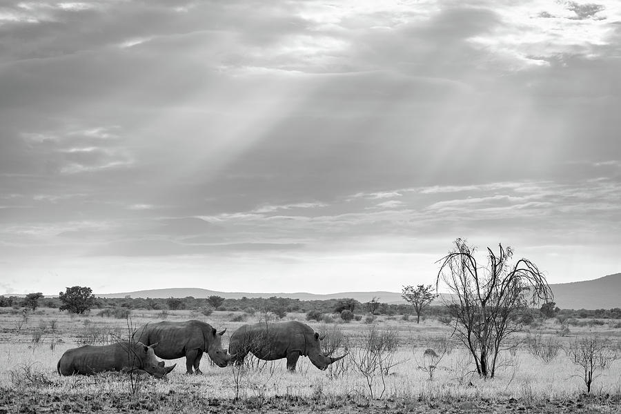 Pilanesberg National Park 21 #2 Photograph by Erika Gentry