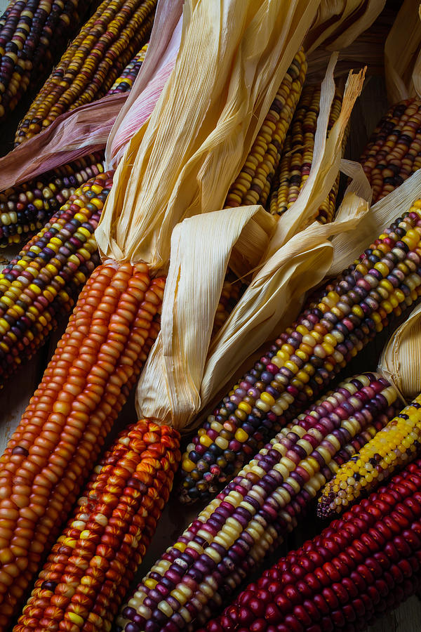 Pile Of Indian Corn Photograph by Garry Gay