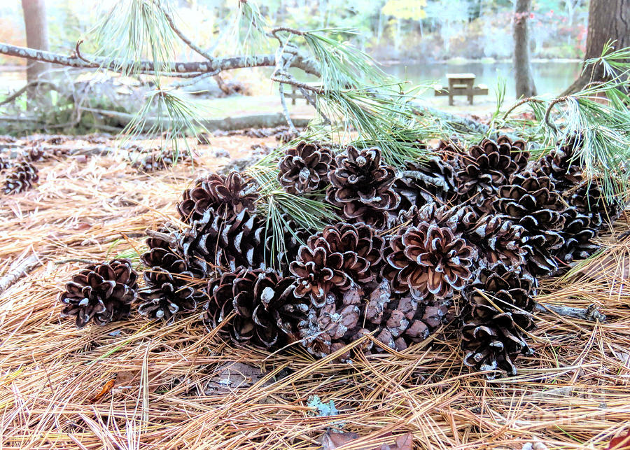 Pile of Pine Cones  Photograph by Janice Drew