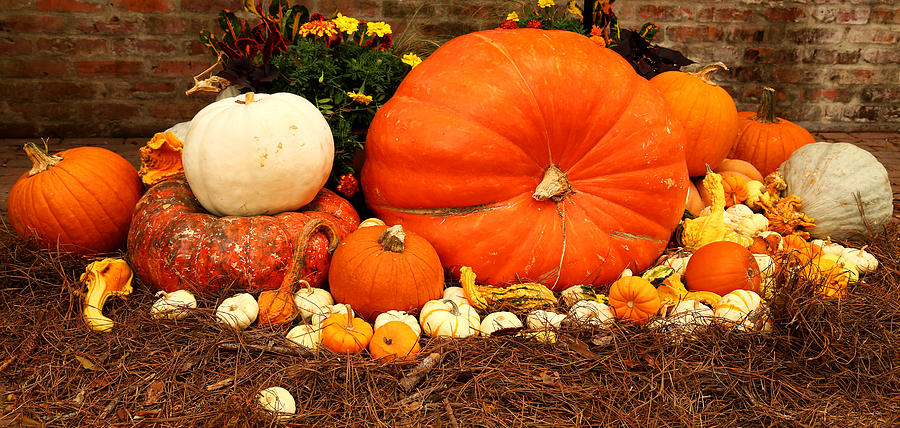 Pile of Pumpkins Photograph by Judy Vincent