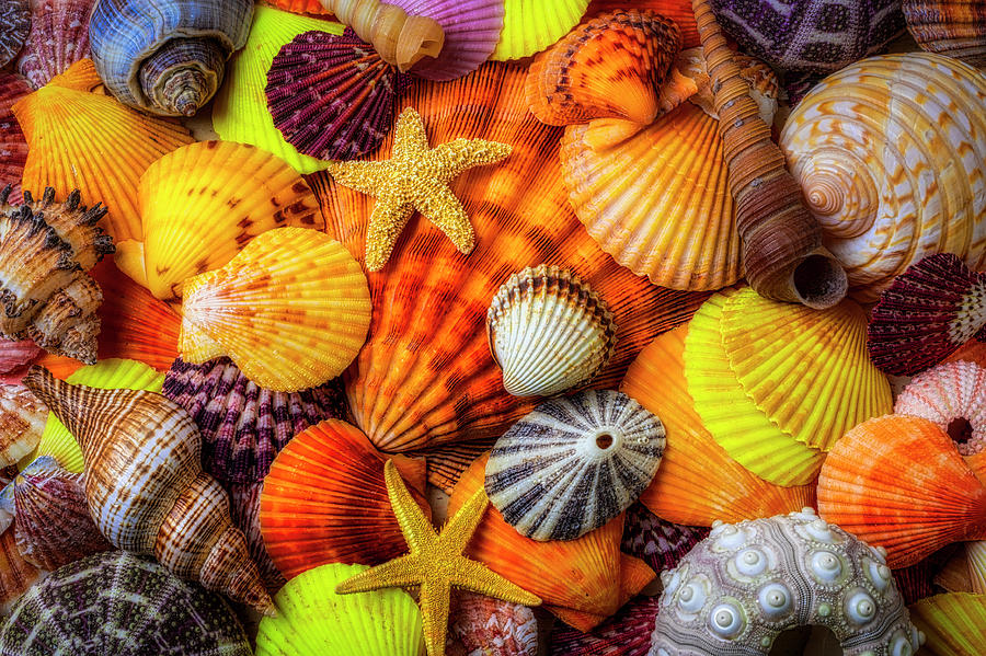 Pile Of Sea Shells Photograph by Garry Gay
