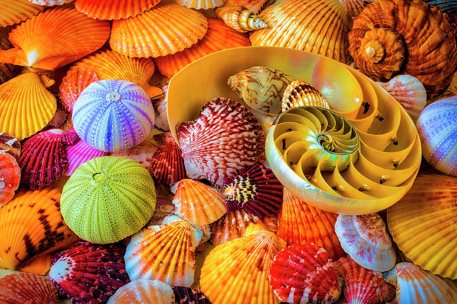 Pile Of Seashells And Chambered Nautilus Photograph by Garry Gay - Pixels