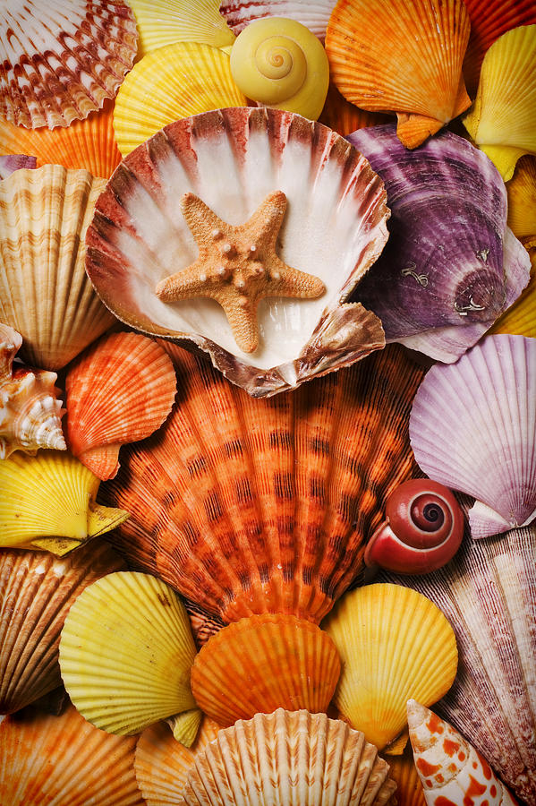 Nature Photograph - Pile of seashells by Garry Gay
