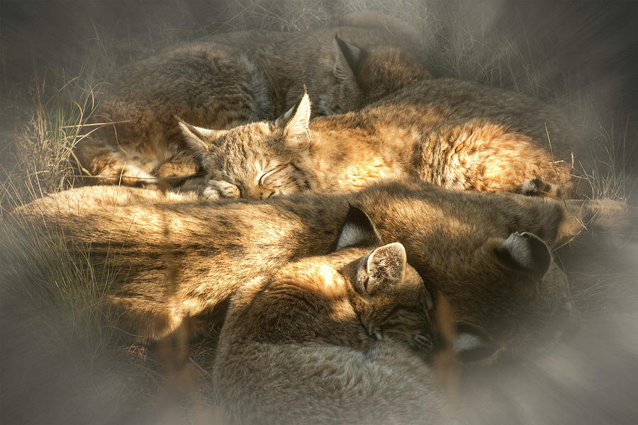 Animal Photograph - Pile of Sleeping Bobcats by Mary Lee Dereske